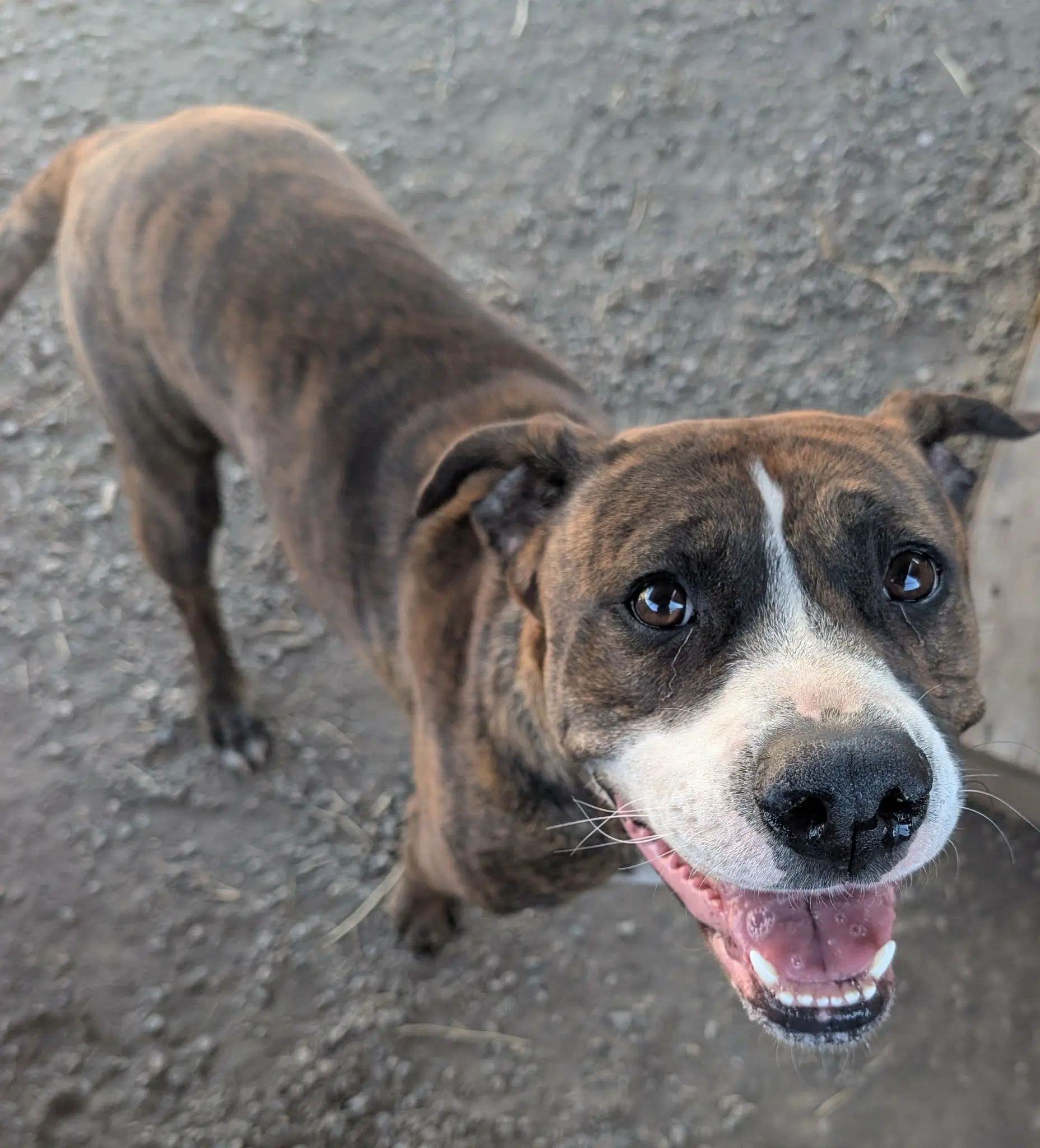 Ember - Boxer