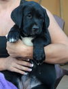 Female puppy 2 Sara lee