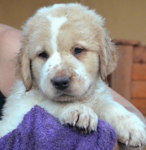 Male puppy 5 Scout butterball