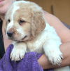 Male puppy 5 Scout butterball