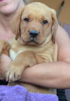 Male Puppy 6 Frito Adopted