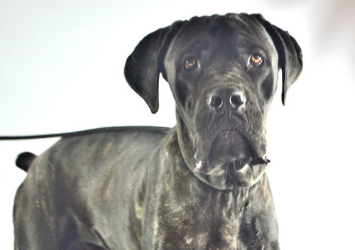 Brakkus Adopted