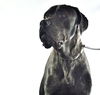 Brakkus Adopted