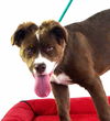 Mia- ADOPTION PENDING
