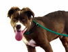 Mia- ADOPTION PENDING
