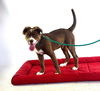 Mia- ADOPTION PENDING