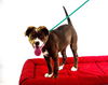 Mia- ADOPTION PENDING