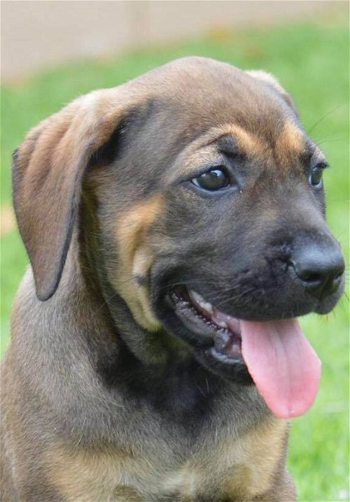 Lacey Corso puppy