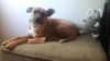Bennie