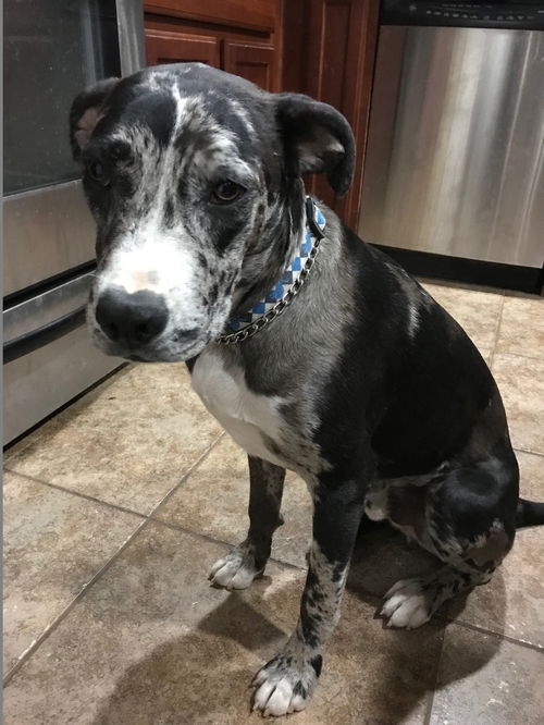 Merlin