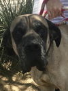 Brenen  adopted