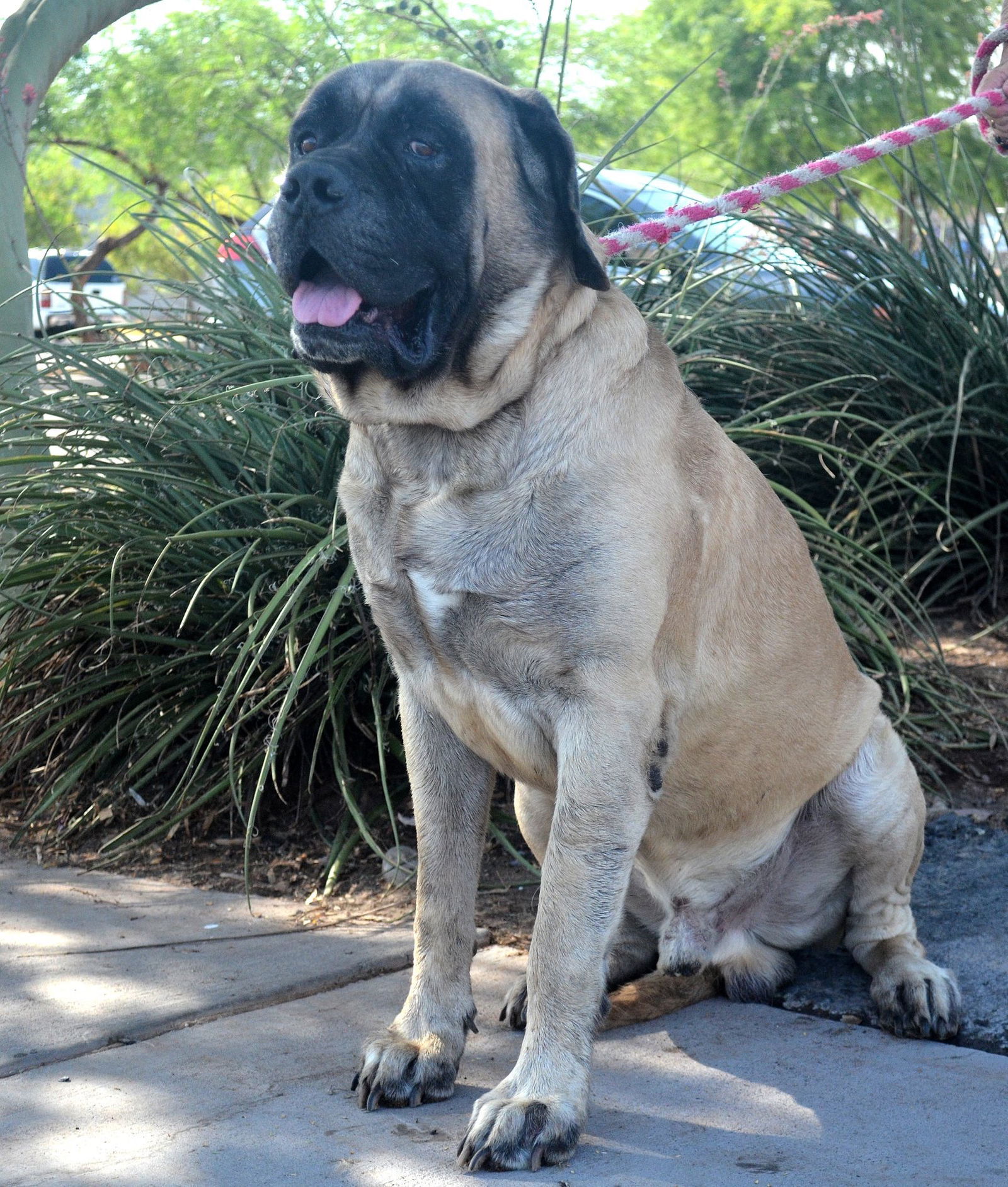 Hercules sales the mastiff