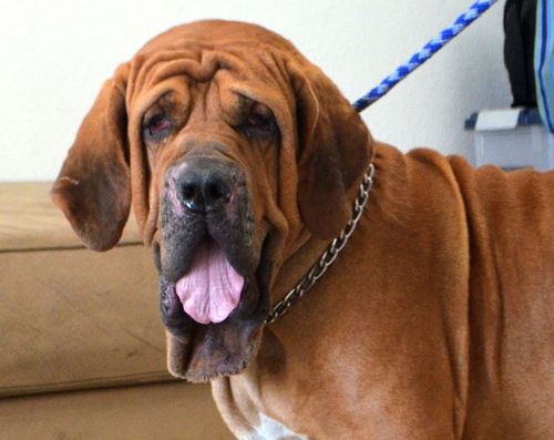 Bo- ADOPTION PENDING!