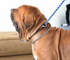Bo- ADOPTION PENDING!