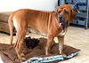 Bo- ADOPTION PENDING!