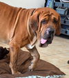 Bo- ADOPTION PENDING!