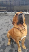 Bo- ADOPTION PENDING!