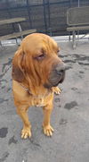 Bo- ADOPTION PENDING!