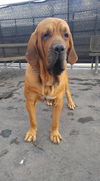 Bo- ADOPTION PENDING!