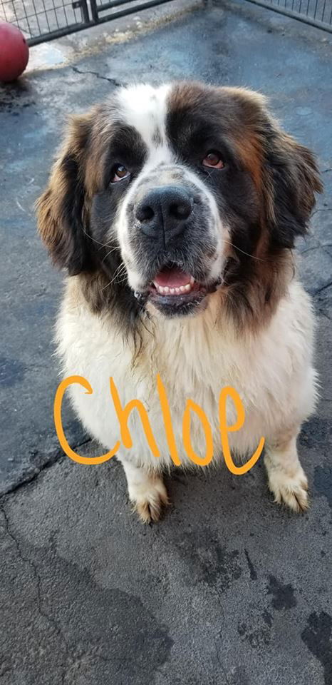 Chloe