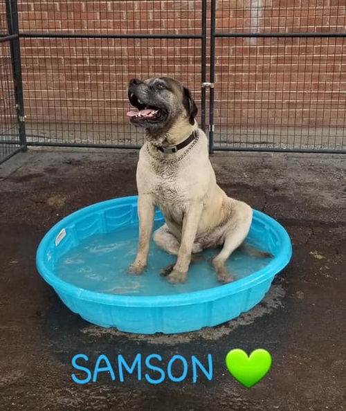 Samson