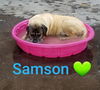 Samson