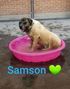 Samson