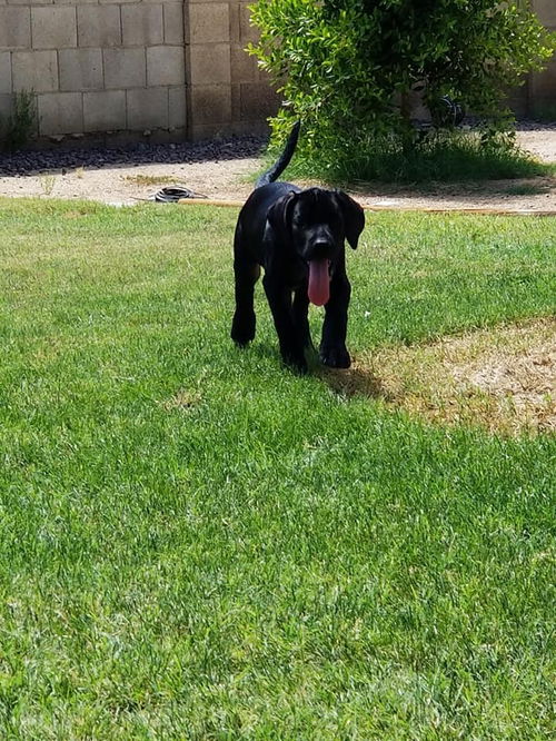 Miles  puppy