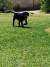 Miles  puppy