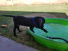 Miles  puppy