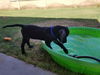 Miles  puppy