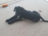 Miles  puppy