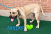 Jasper adoption pending