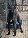 Dutch Shepherd puppy