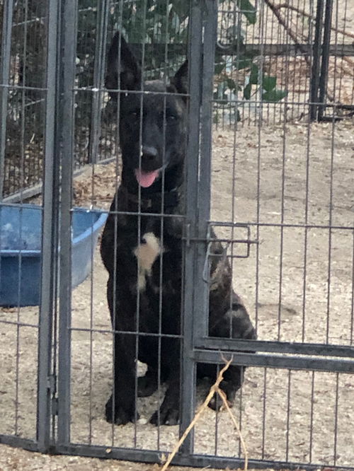 Dutch Shepherd puppy