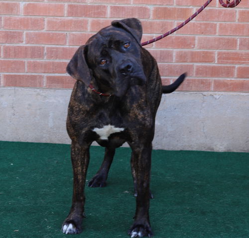 Mia adoption pending