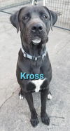 Kross
