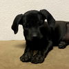 Anya puppy  ADOPTION PENDING