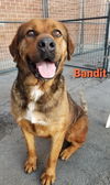 Bandit