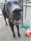 Magoo adopted