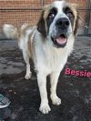 Bessie adopted