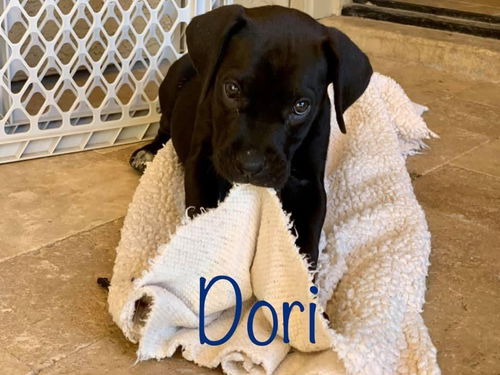 Dori PUPPY - ADOPTION PENDING