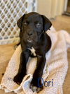 Dori PUPPY - ADOPTION PENDING