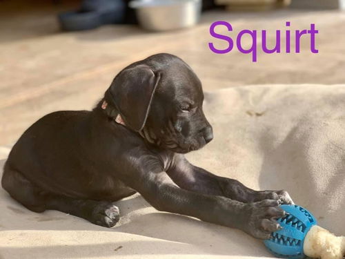 Squirt puppy- ADOPTION PENDING