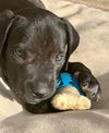 Squirt puppy- ADOPTION PENDING