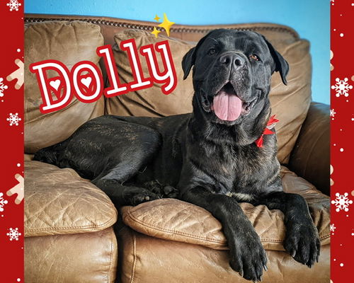 Dolly ADOPTED