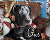 Gus ADOPTED