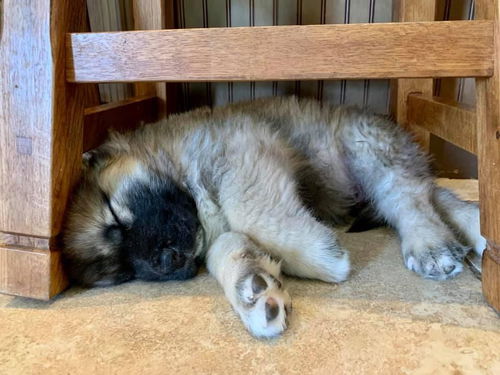 BOSCO PUPPY