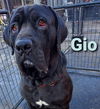 GIO