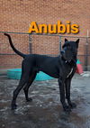 Anubis